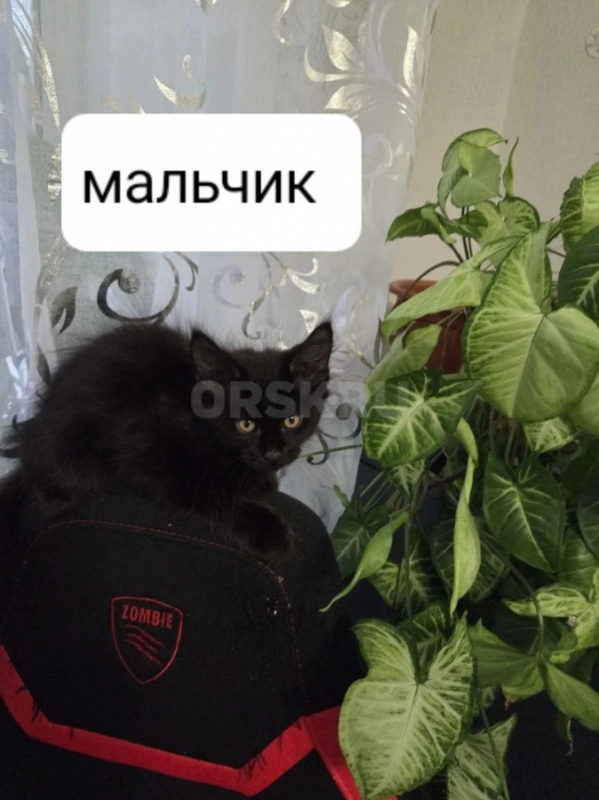 котята породы мейн-кун - Гай