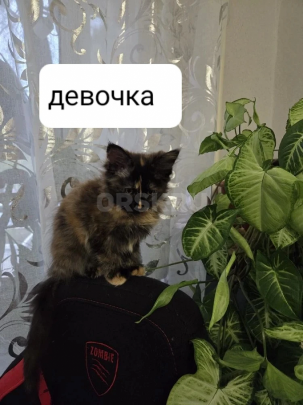 котята породы мейн-кун - Гай