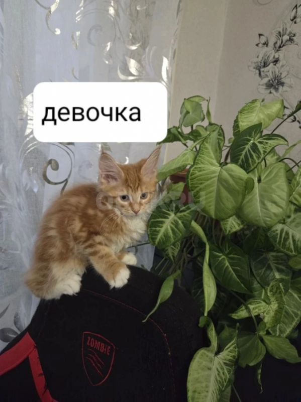 котята породы мейн-кун - Гай