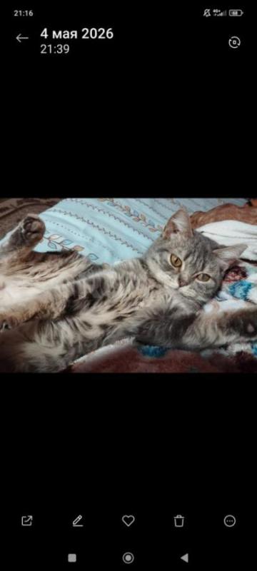 Котик Тимошка ищет дом и заботливых хозяев,чтобы любили,баловали,покупали игрушки и вкусняшки. - Орск