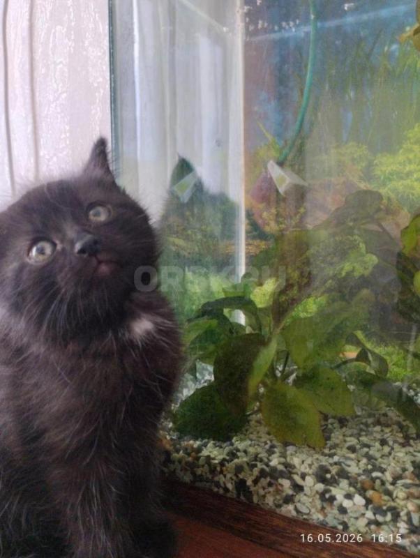 Отдам в добрые руки двух котят . - Орск