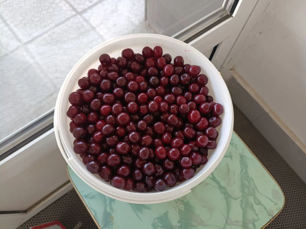 Продам вишню (древовидная), самовывоз (Юрга) 100 р. - Новотроицк
