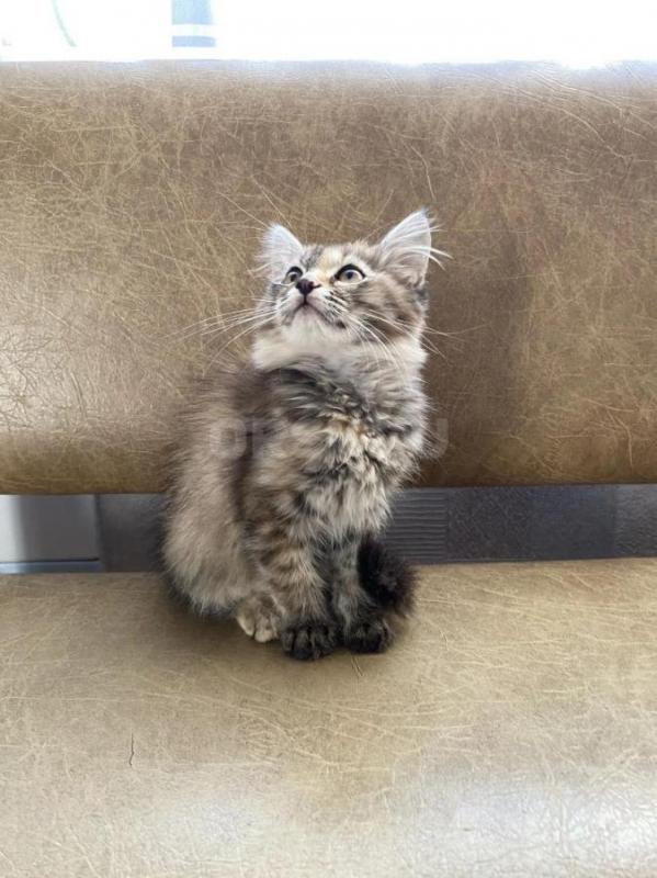 Отдам котят в добрые руки 
Игривые, умные,от кошки-мышеловки, к лотку приучены, девочка вырастет на - Оренбург