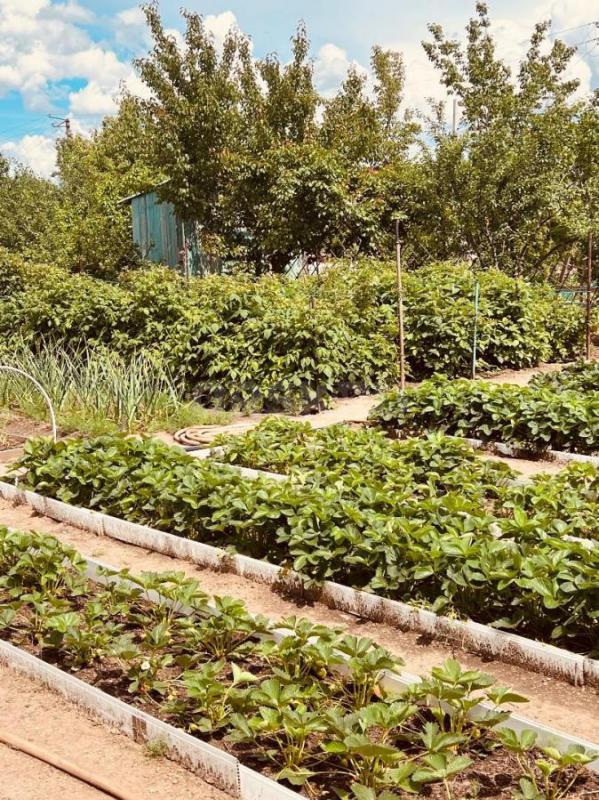 Продам сад с домиком и баней на ОЗТП в СНТ Ударник. - Орск