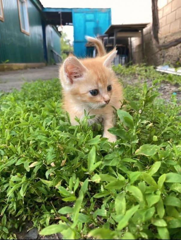 Отдам в добрые котят от мной кошки-мышеловки
Приучены к лотку, умные, игривые, красивые, кушают и к - Оренбург