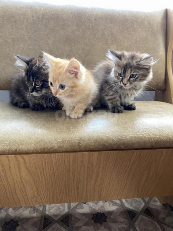 Отдам в добрые котят от мной кошки-мышеловки
Приучены к лотку, умные, игривые, красивые, кушают и к - Оренбург