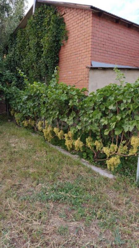 Продам столовый виноград сорта Алёшенькин, очень сладкий. 1 кг -100 руб. - Орск