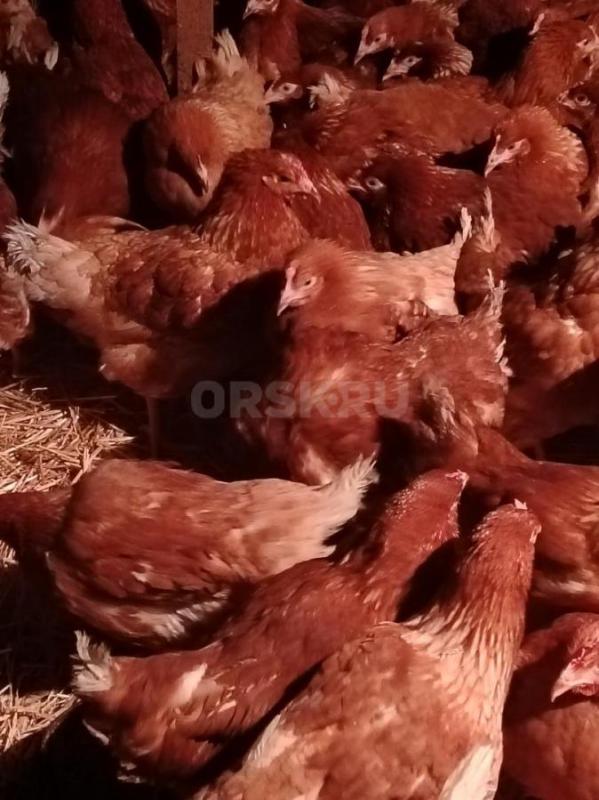 Продам кур молодок 4,5 месяца Ломан Браун цена 600р Есть доставка. - Орск