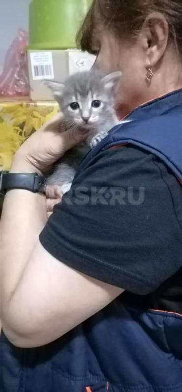 Отдам маленьких симпатичных котят ( девочки ), родились 19.08.2026г. - Орск
