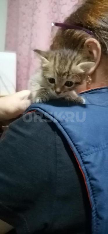 Отдам маленьких симпатичных котят ( девочки ), родились 19.08.2026г. - Орск