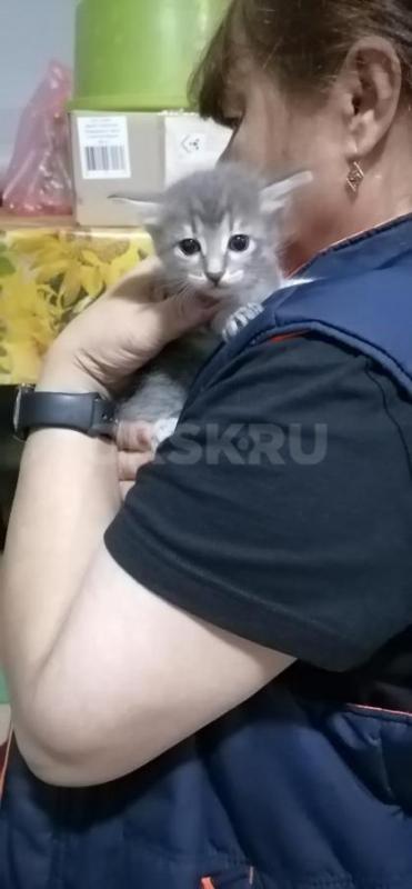 Отдам маленьких симпатичных котят ( девочки ), родились 19.08.2026г. - Орск