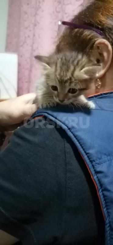 Отдам маленьких симпатичных котят ( девочки ), родились 19.08.2026г. - Орск