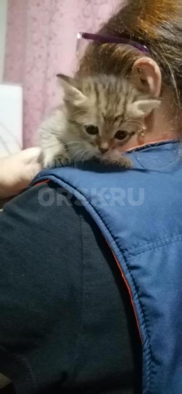 Отдам маленьких симпатичных котят ( девочки ), родились 19.08.2026г. - Орск