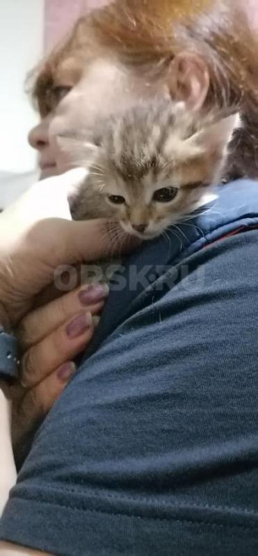 Отдам маленьких симпатичных котят ( девочки ), родились 19.08.2026г. - Орск