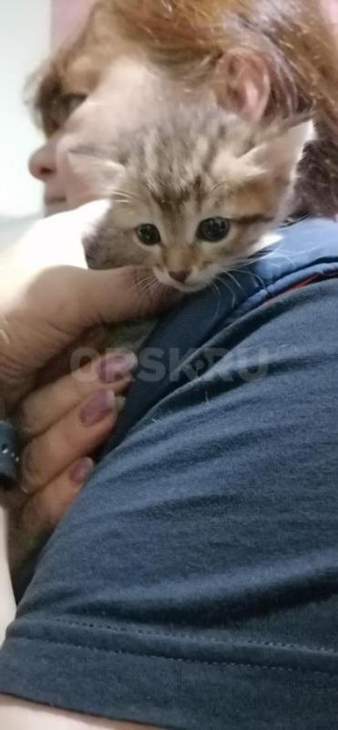 Отдам маленьких симпатичных котят ( девочки ), родились 19.08.2026г. - Орск
