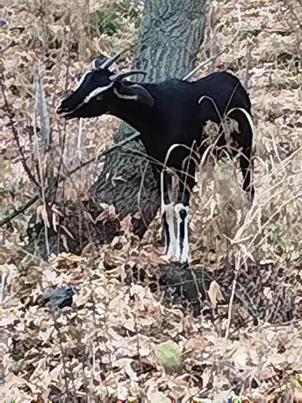 Продам козу, 1-й окот, альпонубийская 50/50. - Орск