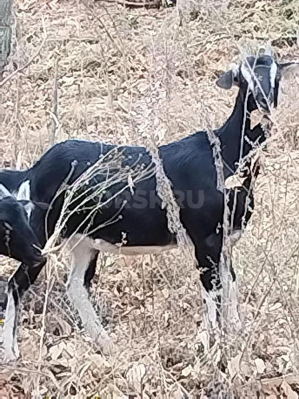 Продам козу, 1-й окот, альпонубийская 50/50. - Орск