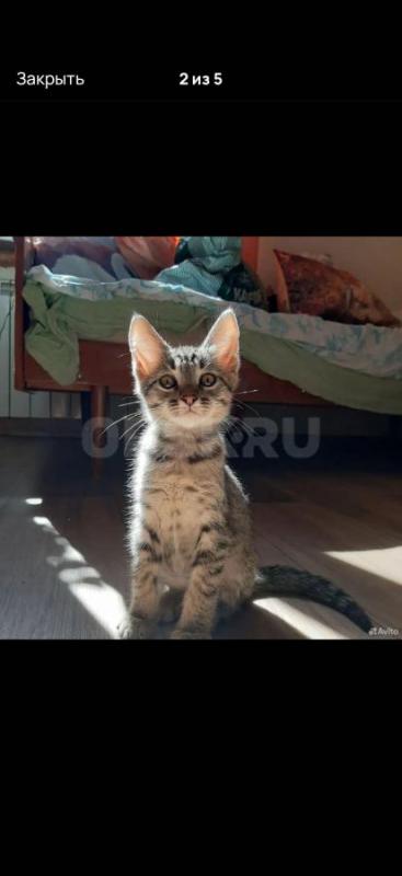 Очаровательный мальчишка ищет любящую семью&amp; Возраст около 3-3.5 месяцев. - Орск
